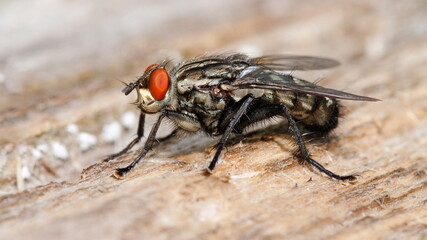 fly on a leaf