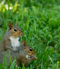 squirrel eating nut
