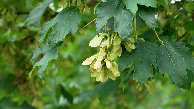 Bunch of Sycamore tree winged seeds (Acer Pseudoplatanus) with lush green summer leaves
