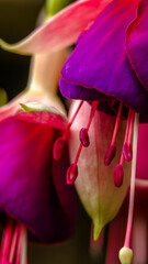 A Touch of Pink and Purple