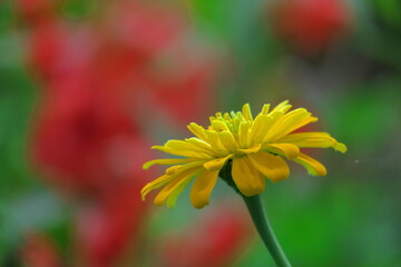 ガーデニングの定番の花