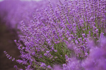 Field of lavender in the sunset light. Background with golden light. Purple lavender.