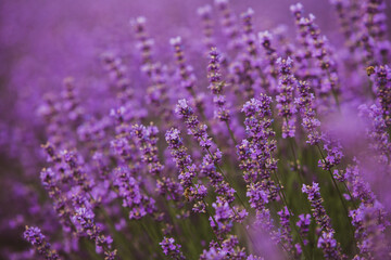 Field of lavender in the sunset light. Background with golden light. Purple lavender.