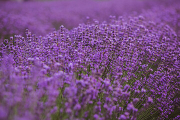 Field of lavender in the sunset light. Background with golden light. Purple lavender.