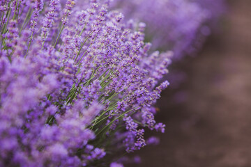 Field of lavender in the sunset light. Background with golden light. Purple lavender.