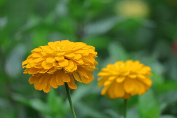 ガーデニングの定番の花
