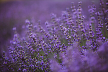 Field of lavender in the sunset light. Background with golden light. Purple lavender.