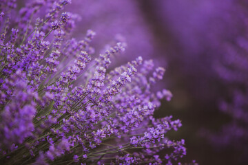 Flowers in the lavender fields in the Provence mountains. Panoramic landscape with blooming lavender. Violet background.
