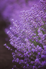 Field of lavender in the sunset light. Background with golden light. Purple lavender.