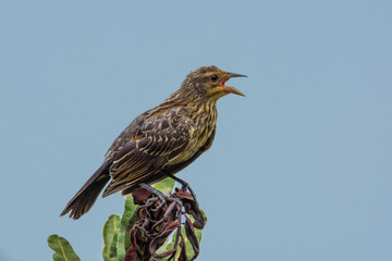 Fototapeta premium Red-winged Blackbird female perched on a leaf