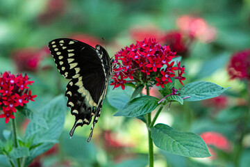 Butterfly on flowers