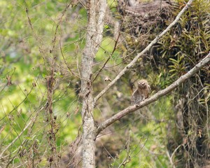 Obraz premium Spotted owlet perched on a tree branch in a dense forest. Chitwan National Park, Nepal