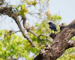 Obraz premium Raven perched on a tree branch with green foliage in the background. Chitwan National Park, Nepal