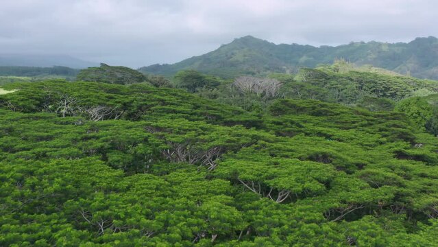 Albizia tree forest Hawaiian greenery landscape. Trees canopy in aerial drone view in Kauai