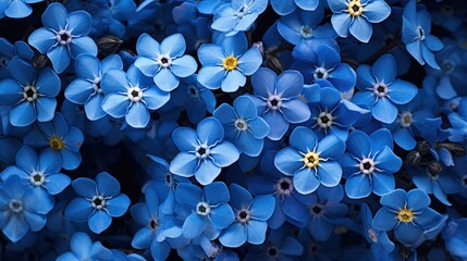 Forget Me Nots flowers beauty texture. A close-up of a cluster of vibrant blue forget-me-not flowers in full bloom. Filled on full screen.