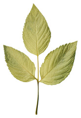 Obraz premium PNG Real Pressed a mint leaf plant herbs nature.