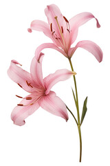 PNG Real Pressed a pink lilys flower blossom petal. © Rawpixel.com