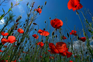 Obraz premium Beautiful field of red poppies against blue sky & sun light rays - Russia, Crimea. Wild scarlet poppy flowers in sunny day for landscape design. Macro of red beautiful poppies as card or wallpaper