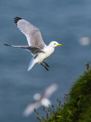 Black-legged Kittiwake, Rissa tridactyla, birds in flight over cliffs, Bempton Cliffs, North Yorkshire, England
