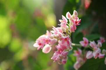 Heart shape flowering creepers small pink vines with nature daylight