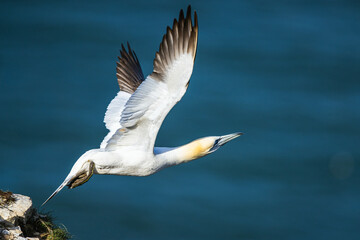 Northern Gannet, Morus bassanus, birds in flight over cliffs, Bempton Cliffs, North Yorkshire, England