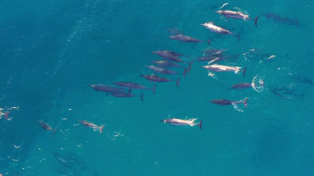 Dolphins swimming in big pod. pristine blue ocean water overhead top down view