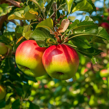 Red & Green apple in garden tree