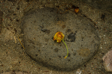 Crushed yellow cherry on the ground underfoot . High quality photo