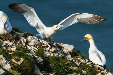 Gannet, Morus bassanus, birds on cliffs, Bempton Cliffs, North Yorkshire, England