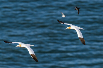 Northern Gannet, Morus bassanus, birds in flight over cliffs, Bempton Cliffs, North Yorkshire, England