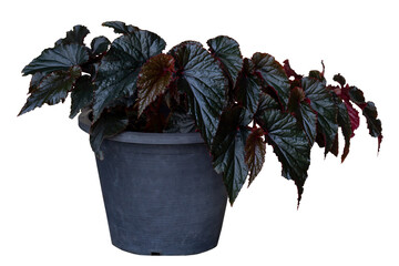 Begonia boliviensis or Dragon Wing Red growing in black plastic pot isolated on white background...