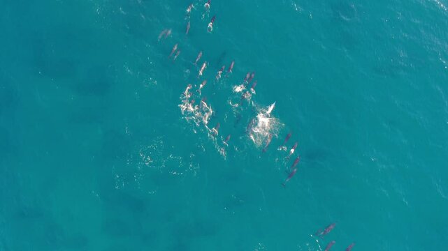 Massive Pod of Dolphins in Sea in overhead drone show. Mega big group of animals
