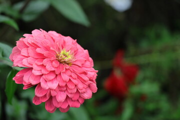 ガーデニングの定番の花