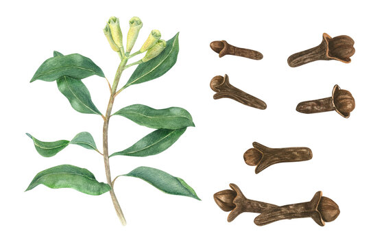 Dried whole cloves and plant. Aromatic clove set. Green branch with fresh unripe buds. Healthy organic spice for mulled wine, cooking. Watercolor illustration illustration. Natural organic product