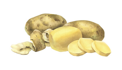 White potatoes in skins, whole, peeled, with a spiral of peelings. Watercolor illustration, hand-drawn on the theme of harvest, cooking, food, vegetable shop. Composition isolated from background