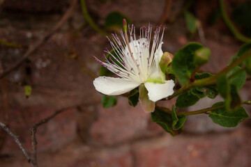 Fiore del cappero