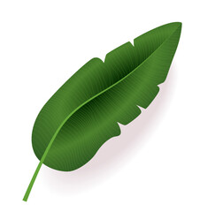 Fototapeta premium Green tropical banana leaf isolated on white background botanical nature foliage