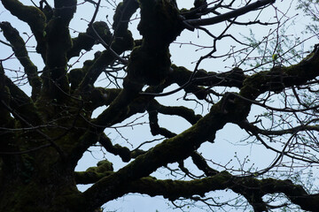 silhouette of tree branches against the sky background