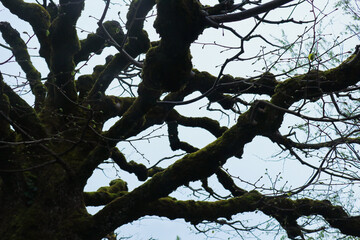 silhouette of tree branches against the sky background