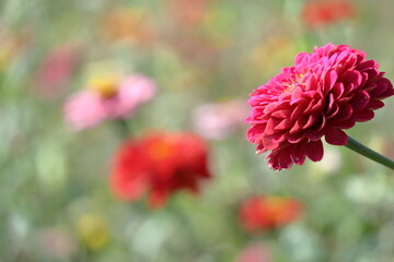 ガーデニングの定番の花