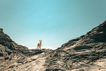 dog on rocky cliff in Cornwall, UK, under clear blue sky, showcasing natural landscape and adventure, perfect for travel themes © Carla Tracy