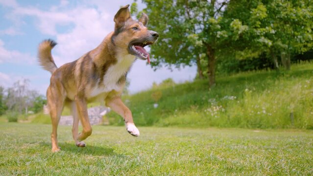 SLOW MOTION, LOW ANGLE, CLOSE UP: Frisky mixed breed dog having fun running in the home yard. Frolicking puppy runs around the backyard on a sunny summer afternoon. Dog runs with tongue sticking out