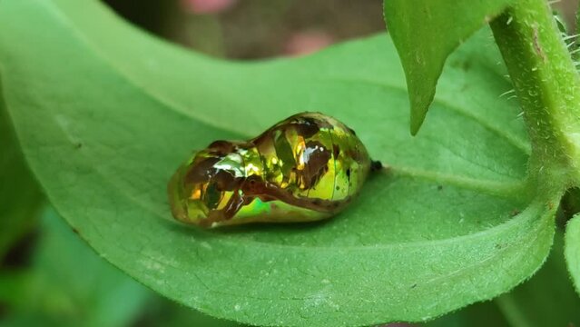 Golden cocoon on the leaf