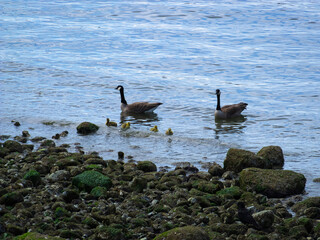 country goose on the beach