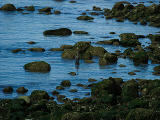 Bird in the sea, surrounded by beautiful rocks in clear, blue water.