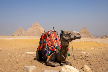 Camels in a colorful horse-clothes resting on the sand near to pyramids, Giza, Cairo, Egypt. Famous...