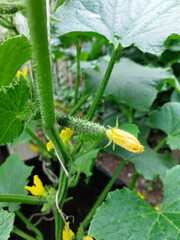 small green cucumber grow on branch. gardening.