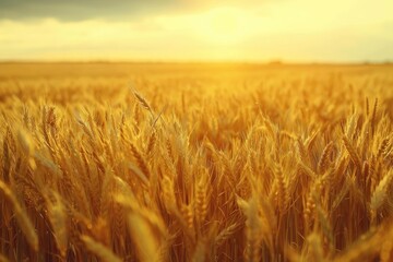 Naklejka premium Golden wheat field glowing under the warm sunlight, a perfect representation of a bountiful harvest and rural landscape.