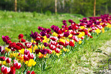 Tulipani ad Asciano, Senese, Toscana