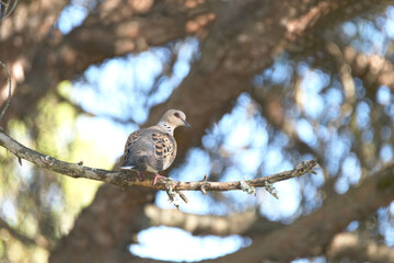 Tórtola Europea 